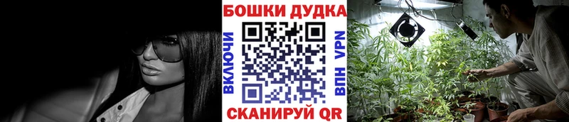 Конопля гибрид  Покровск 